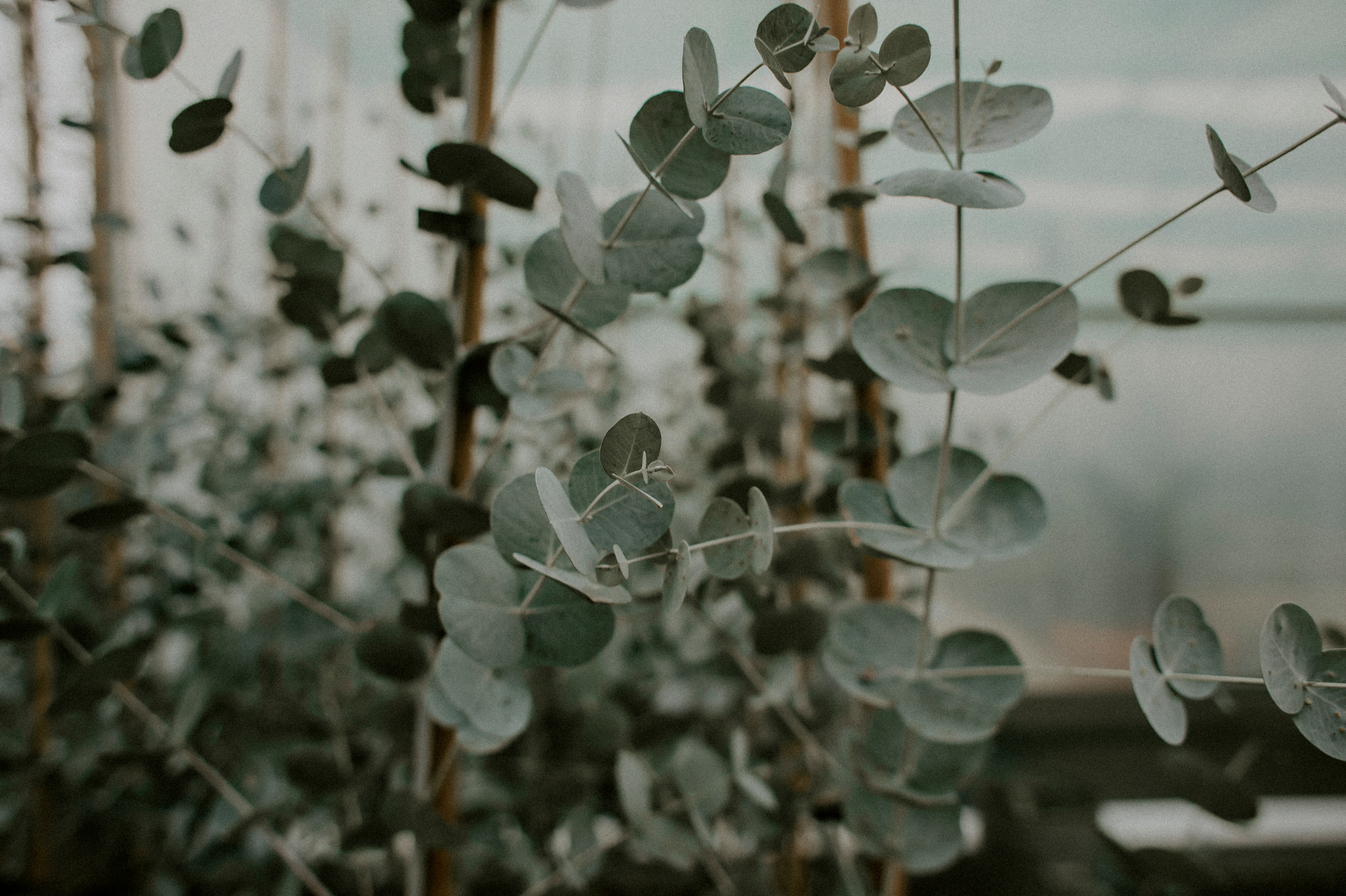 Close-Up Shot of Green Leaves